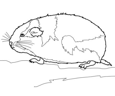 Lemming Arctic Rodent Coloring Page